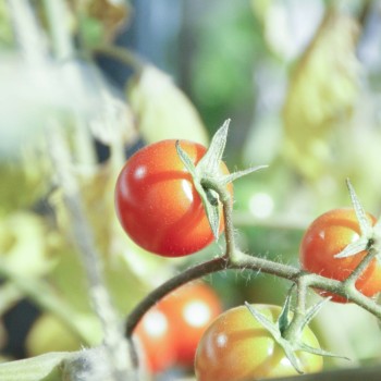 【ブログ】トミーのお家「トマト大収穫」